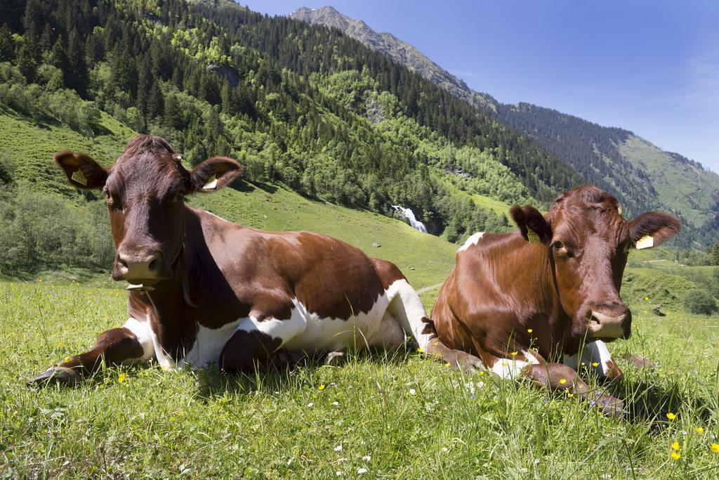 Hotel Garni Roesslhof Hollersbach im Pinzgau Exterior foto